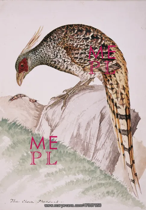 : Catreus wallichii, cheer pheasant : Catreus wallichii, cheer pheasant
