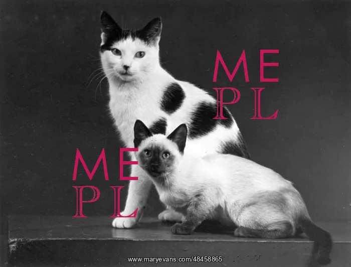 : TWO CATS / 1955 : TWO CATS / 1955