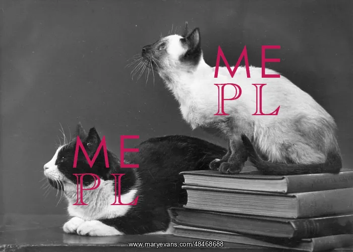: TWO CATS AND BOOKS : TWO CATS AND BOOKS