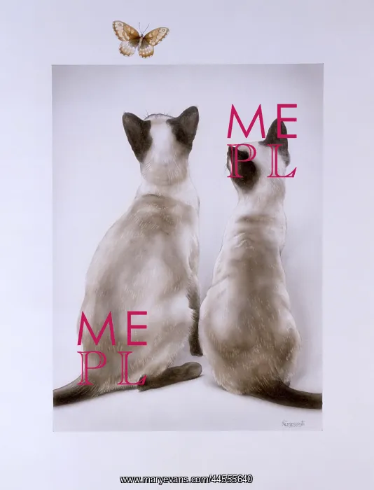 : Two Cats and a butterfly : Two Cats and a butterfly