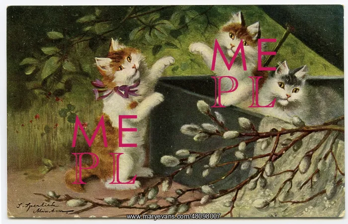 : Three cats with catkins