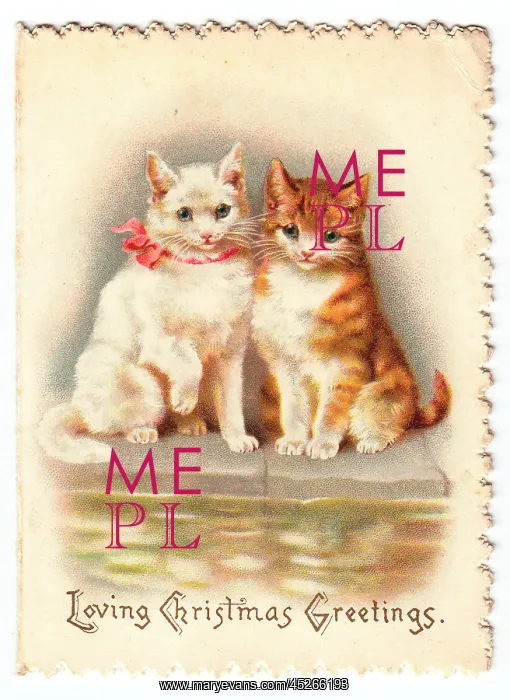 : Two cats on a Christmas card : Two cats on a Christmas card