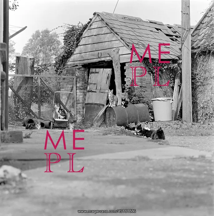 : Cats And Derelict Buildings : Cats And Derelict Buildings