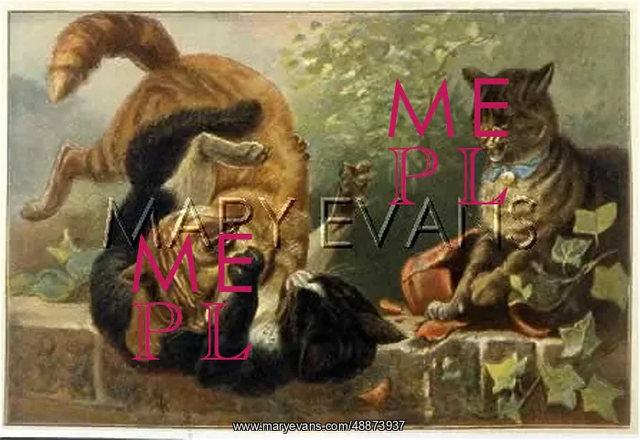 : CATS FIGHTING : CATS FIGHTING
