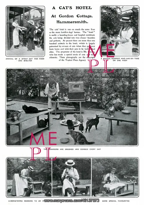 : A Cat's Hotel in Hammersmith : A Cat's Hotel in Hammersmith