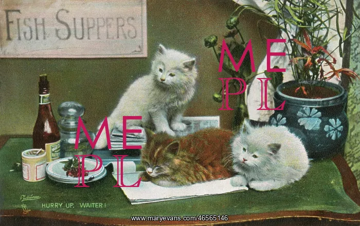: Three cats impatient for their fish supper! : Three cats impatient for their fish supper!
