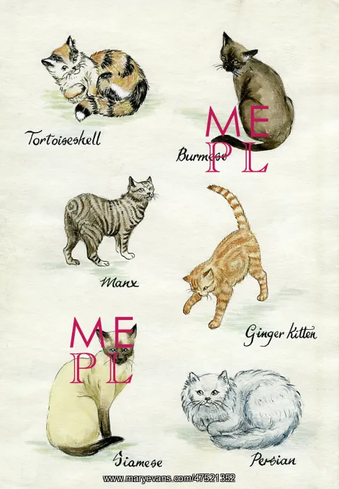 : Six cats including Ginger, Siamese and Persian : Six cats including Ginger, Siamese and Persian