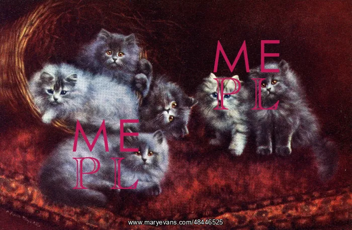 : Cats and Kittens - A Bundle of Mischief : Cats and Kittens - A Bundle of Mischief