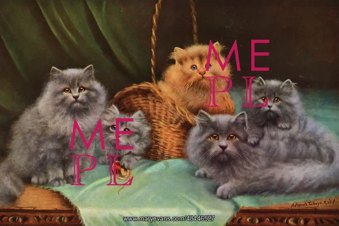 : Cats and Kittens - The Pick of the Basket : Cats and Kittens - The Pick of the Basket