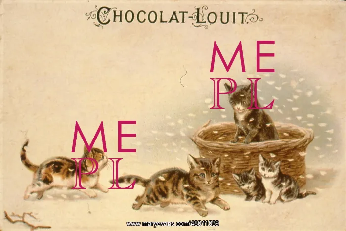 : Cats and kittens in the snow : Cats and kittens in the snow