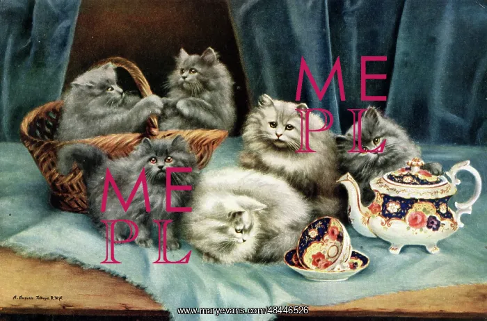 : Cats and Kittens - Tea Time : Cats and Kittens - Tea Time