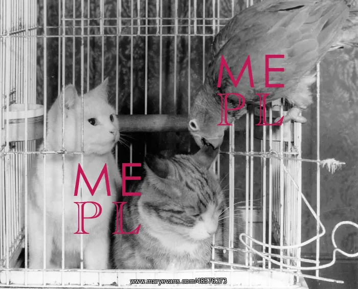 : Two cats and a parrot : Two cats and a parrot