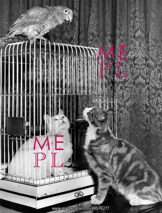 : Two cats and a parrot, with cage : Two cats and a parrot, with cage
