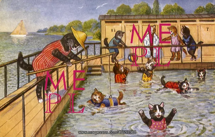  : Cats play in Swimming Pool