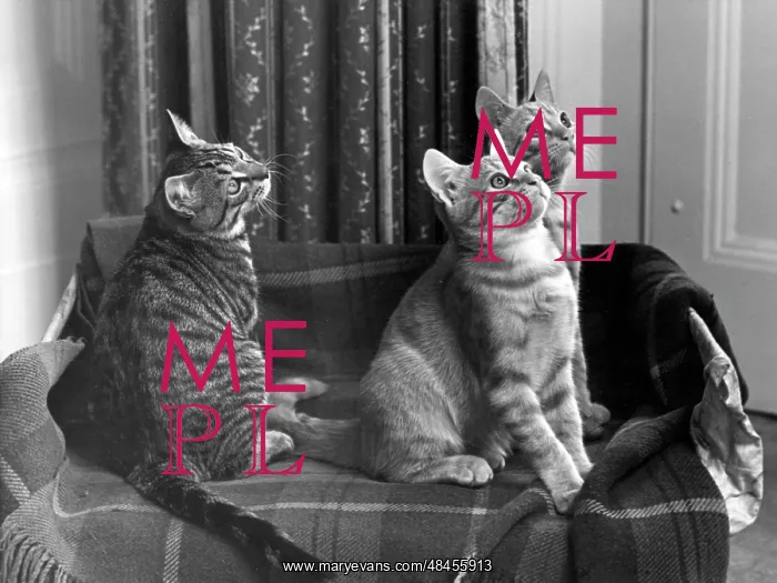 : THREE CATS ON A RUG : THREE CATS ON A RUG
