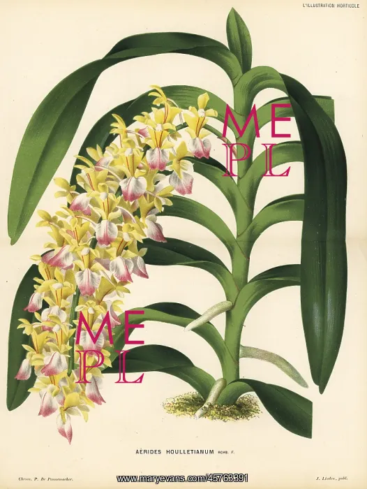 : Cat's-tail orchid or fox brush orchid, Aerides houlletianum : Cat's-tail orchid or fox brush orchid, Aerides houlletianum