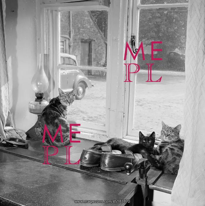 : Three Cats In A Window : Three Cats In A Window