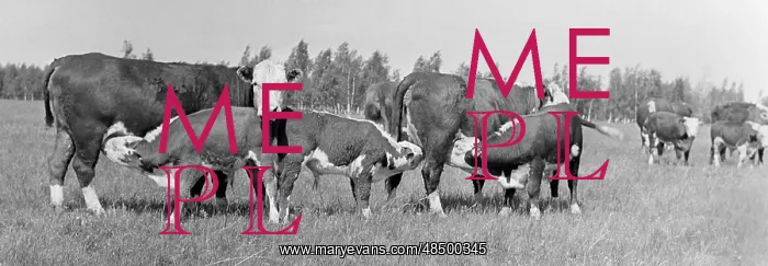 : Cattle, 1971 : Cattle, 1971