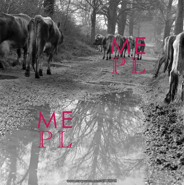 : Cattle walking along a gravel lane with puddles, on the Isle of Wight : Cattle walking along a gravel lane with puddles, on the Isle of Wight