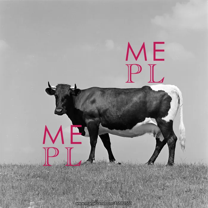  : Cattle. Side view of a heifer standing in a field at the Cotswold Farm Park