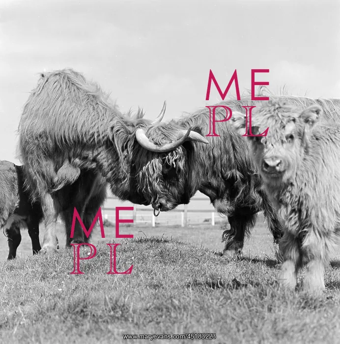: Cattle. Two Highland cattle ramming heads next to two calves in a field : Cattle. Two Highland cattle ramming heads next to two calves in a field