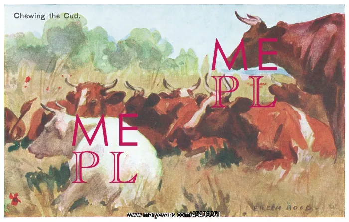 : Cattle. Painting of cattle chewing the cud at rest in a field. Artist: Eileen Hood : Cattle. Painting of cattle chewing the cud at rest in a field. Artist: Eileen Hood