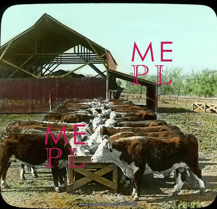 : Cattle - Agriculture - Cows - Farm - USA : Cattle - Agriculture - Cows - Farm - USA