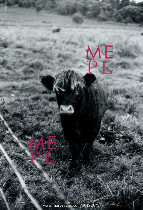 : Cattle, Armathwaite, Cumbria : Cattle, Armathwaite, Cumbria