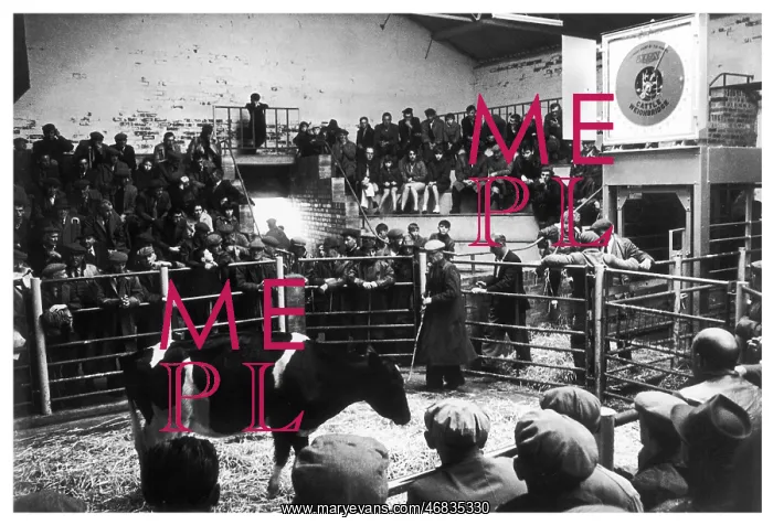 : Cattle auction, North Wales : Cattle auction, North Wales