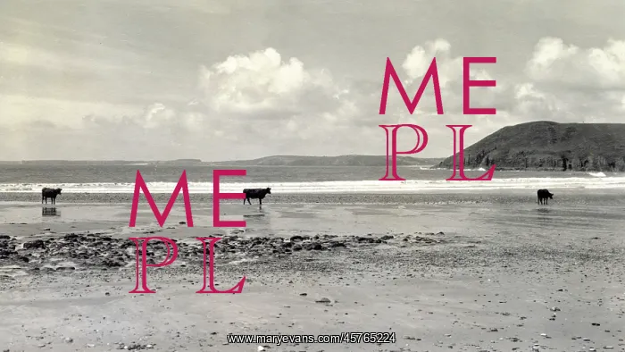 : Cattle on beach, Manorbier, Pembrokeshire, South Wales : Cattle on beach, Manorbier, Pembrokeshire, South Wales