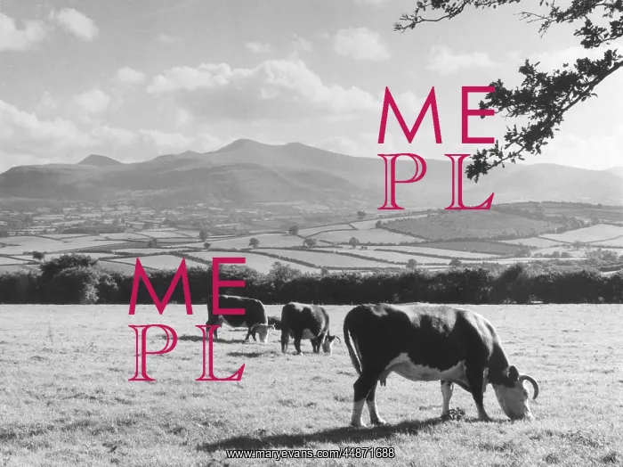  : CATTLE & BRECON BEACONS