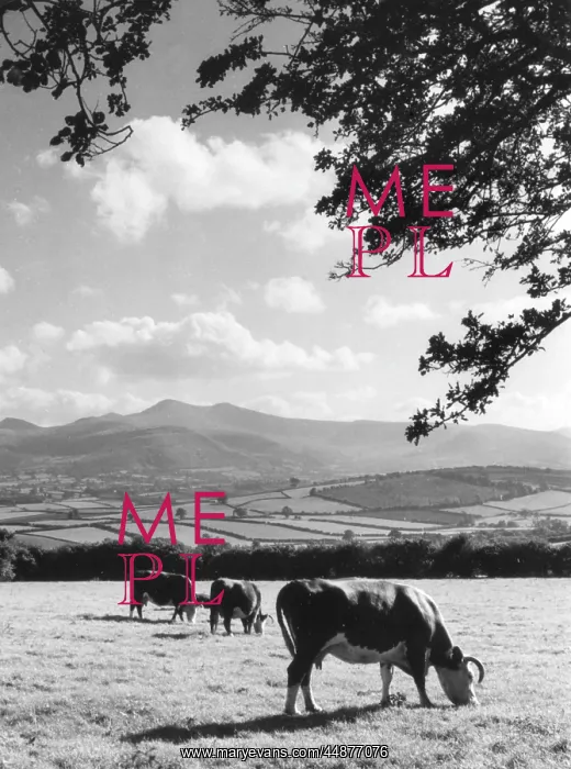  : CATTLE & BRECON BEACONS