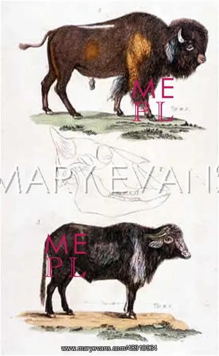 : CATTLE / BUFFALO C1800 : CATTLE / BUFFALO C1800