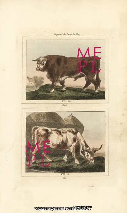 : Cattle, bull and cow : Cattle, bull and cow