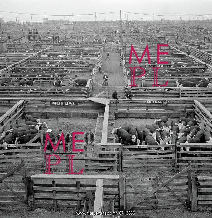 : Cattle - Cows - Animals - Livestock : Cattle - Cows - Animals - Livestock