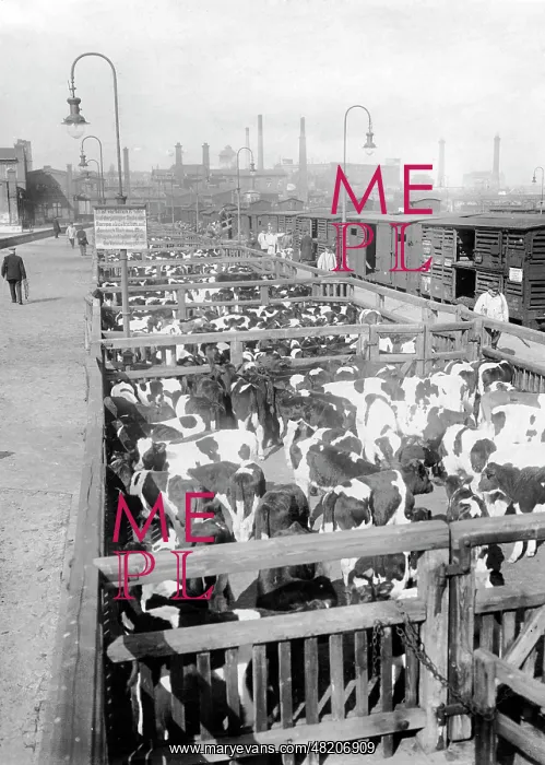 : Cattle delivery in Berlin, 1917 : Cattle delivery in Berlin, 1917
