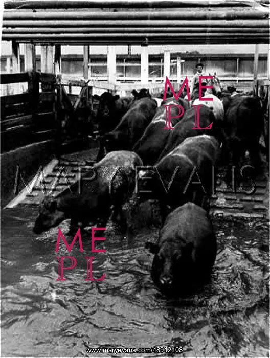 : CATTLE DIP IN ARGENTINA : CATTLE DIP IN ARGENTINA