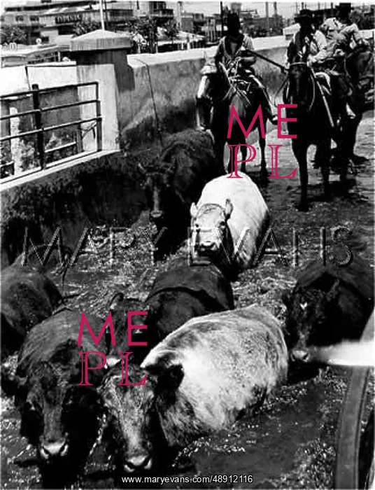 : CATTLE DIP IN ARGENTINA : CATTLE DIP IN ARGENTINA