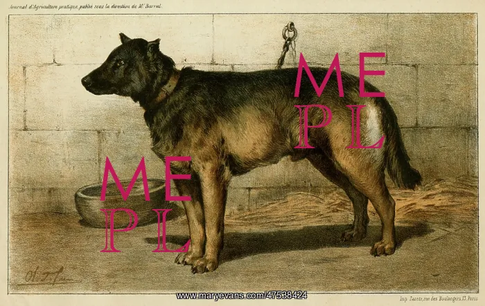 : Cattle Dog at 1863 Paris dog show : Cattle Dog at 1863 Paris dog show