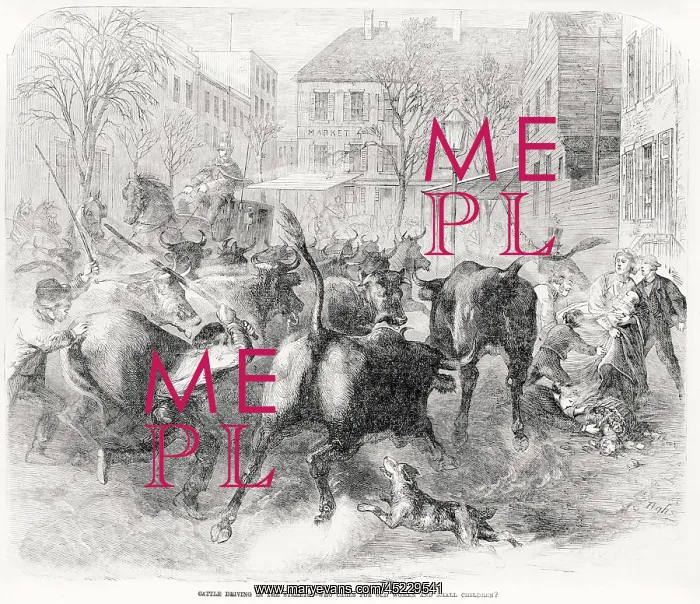 : Cattle driving in the streets, text reads: ? : Cattle driving in the streets, text reads: ?