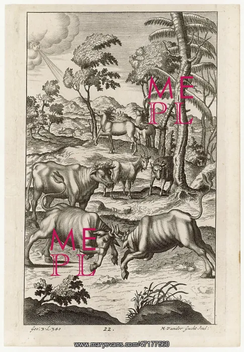 : CATTLE FARMING / BULLS : CATTLE FARMING / BULLS