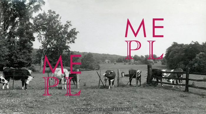 : Cattle in fields near Oddington House, Gloucestershire : Cattle in fields near Oddington House, Gloucestershire