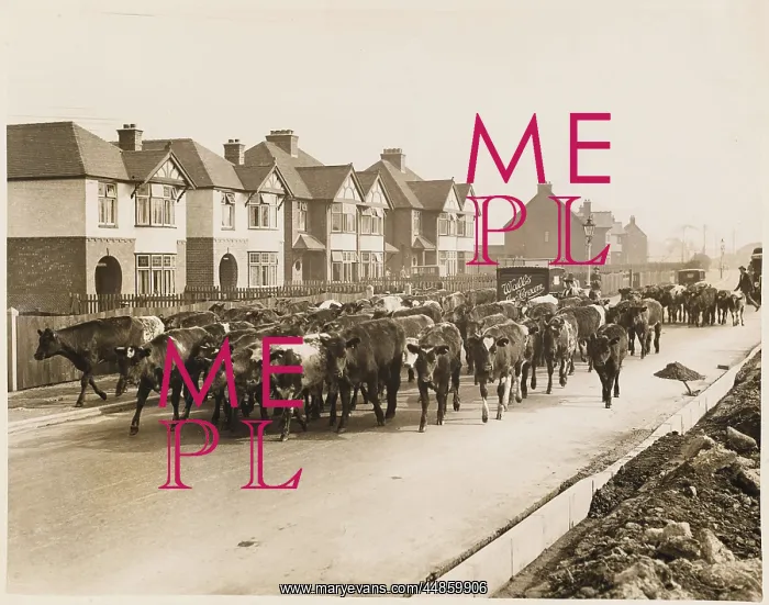 : CATTLE GOING TO MARKET : CATTLE GOING TO MARKET