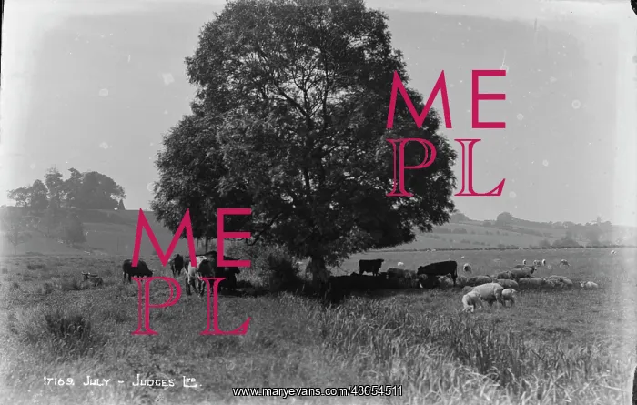 : Cattle Grazing Under a Tree : Cattle Grazing Under a Tree
