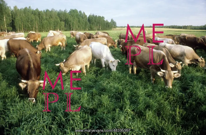 : Cattle herd, 1982 : Cattle herd, 1982