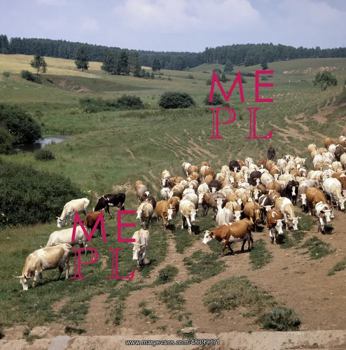 : Cattle herd, 1982 : Cattle herd, 1982