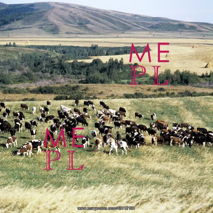 : Cattle herd, 1982 : Cattle herd, 1982