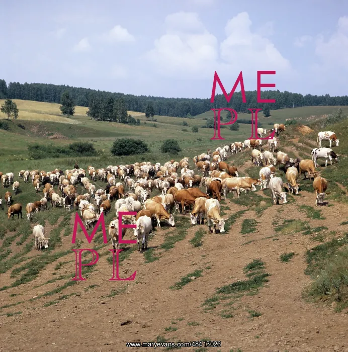 : Cattle herd, 1982 : Cattle herd, 1982