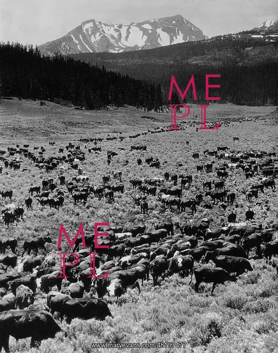 : Cattle herd in Montana, 1928 : Cattle herd in Montana, 1928