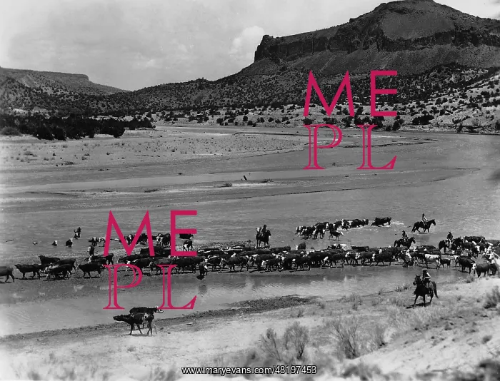 : Cattle herd in Texas, 1936 : Cattle herd in Texas, 1936